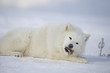 Photo: Husky mit weißen Fell Husky mit weißen Fell