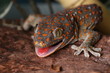 gecko tokay - amenazando