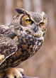 Great Horned Owl