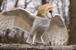 Barn Owl on a Branch