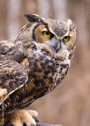 Photo: Great Horned Owl Great Horned Owl