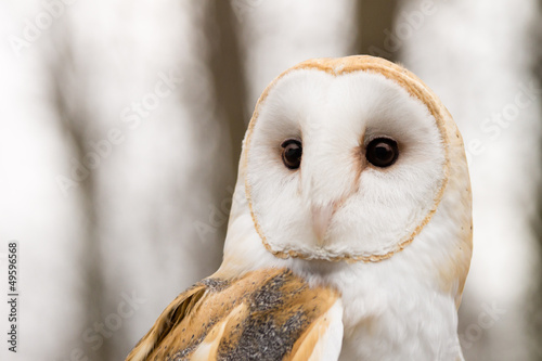 Photo: Barn Owl Barn Owl