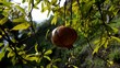 Punica granatum 석류나무 Гранат обыкновенный