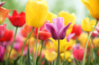 tulips
