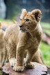 Lion cub