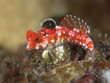 Starry dragonet