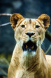 adult lioness