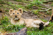 Lion Cub