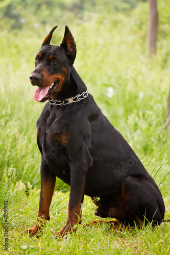 Photo: Doberman Pinscher Doberman Pinscher