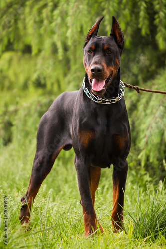 Photo: Doberman Pinscher Doberman Pinscher