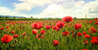 Den Sommer genießen: Klatschmohn-Wiese