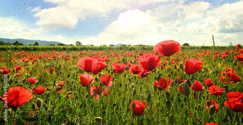 Photo: Den Sommer genießen: Klatschmohn-Wiese Den Sommer genießen: Klatschmohn-Wiese