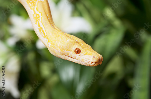 Photo: Lavender Tiger Albino Python closeup Lavender Tiger Albino Python closeup