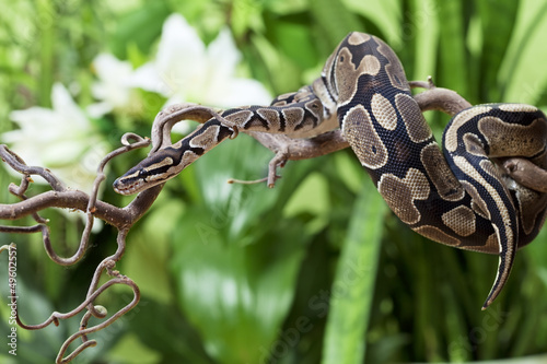 Photo: Royal Python snake rested on branch Royal Python snake rested on branch