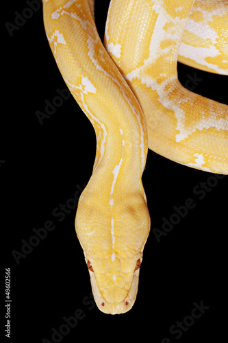 Photo: Lavender Tiger Albino Python closeup Lavender Tiger Albino Python closeup
