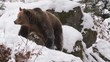 Braunbär im Winter