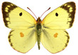 Isolated male Pale Clouded Yellow butterfly