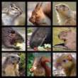 Nine mosaic photos of rodents
