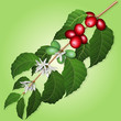 Coffee tree branch with flowers and berries