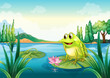 A frog at the river