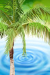palm tree & tropical beach blue water