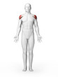 3d rendered illustration - schoulder muscles