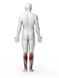 3d rendered illustration - lower leg muscles