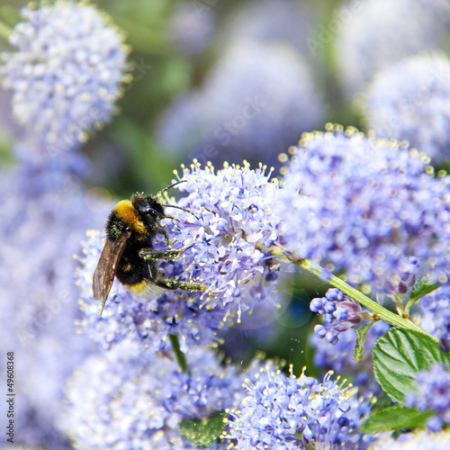 Photo: schmetterlingsstrauch mit hummel schmetterlingsstrauch mit hummel
