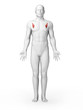 3d rendered illustration - small breast muscle