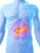 3d rendered illustration - pancreas