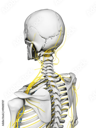 Illustration: 3d rendered illustration - nerves and skeleton 3d rendered illustration - nerves and skeleton