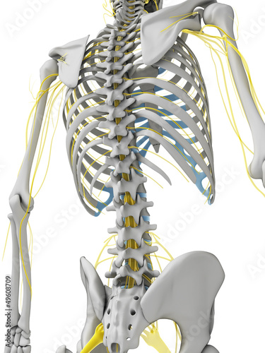 Illustration: 3d rendered illustration - nerves and skeleton 3d rendered illustration - nerves and skeleton
