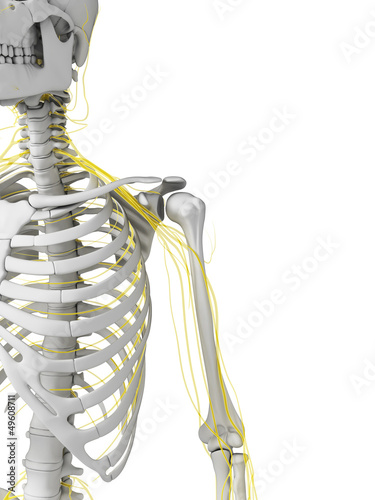 Illustration: 3d rendered illustration - nerves and skeleton 3d rendered illustration - nerves and skeleton