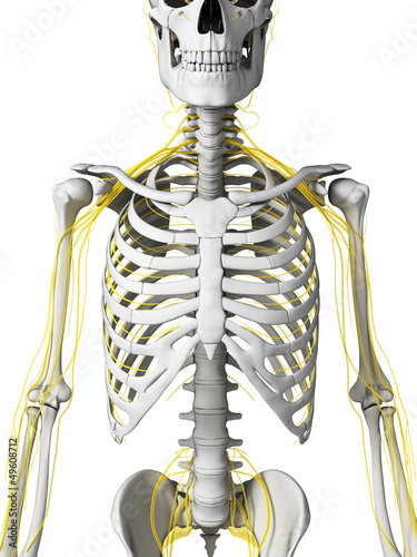 Illustration: 3d rendered illustration - nerves and skeleton 3d rendered illustration - nerves and skeleton
