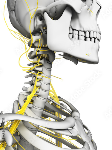 Illustration: 3d rendered illustration - nerves and skeleton 3d rendered illustration - nerves and skeleton