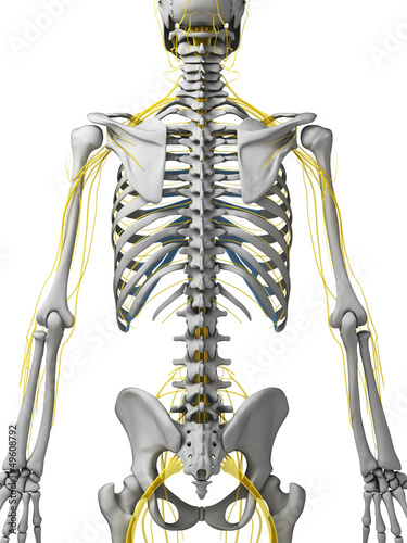 Illustration: 3d rendered illustration - nerves 3d rendered illustration - nerves