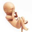 3d rendered illustration - human fetus month 8