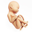 3d rendered illustration - human fetus month 9