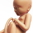 3d rendered illustration - human fetus month 9