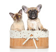 Cat And Dog On A White Backgro...