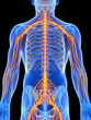 3d rendered illustration - male nerve system