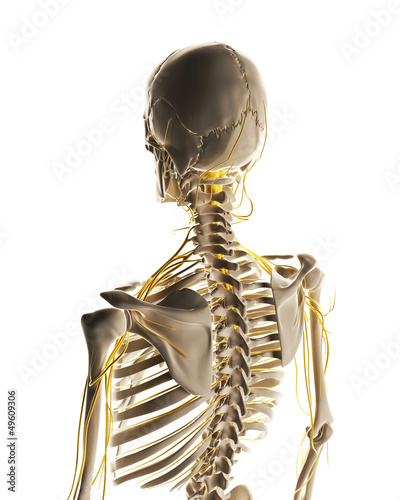 Illustration: 3d rendered illustration - male nerve system 3d rendered illustration - male nerve system