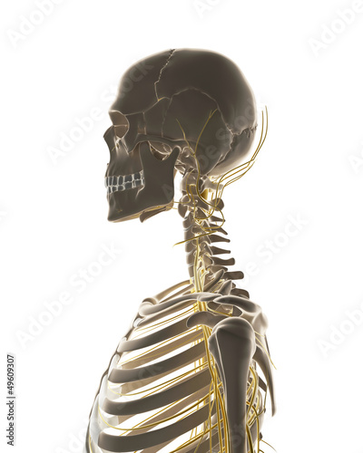 Illustration: 3d rendered illustration - male nerve system 3d rendered illustration - male nerve system