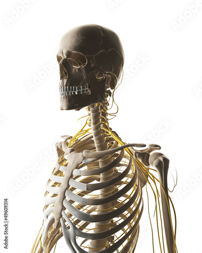Illustration: 3d rendered illustration - male nerve system 3d rendered illustration - male nerve system