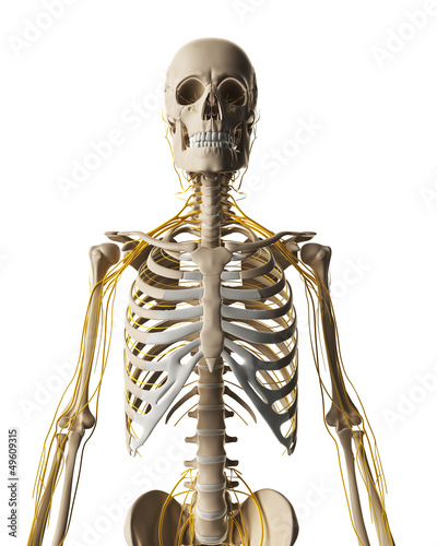 Illustration: 3d rendered illustration - male nerve system 3d rendered illustration - male nerve system