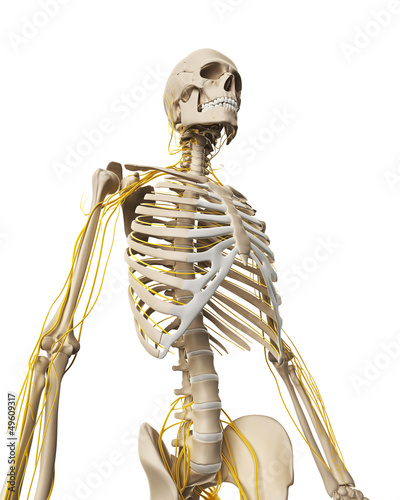 Illustration: 3d rendered illustration - male nerve system 3d rendered illustration - male nerve system