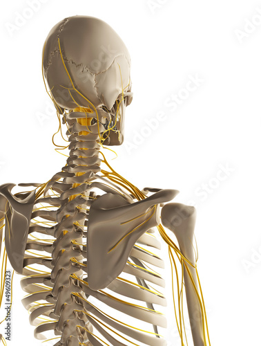 Illustration: 3d rendered illustration - male nerve system 3d rendered illustration - male nerve system