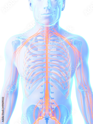 Illustration: 3d rendered illustration - male nerve system 3d rendered illustration - male nerve system