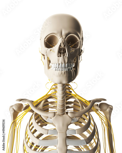 Illustration: 3d rendered illustration - male nerve system 3d rendered illustration - male nerve system