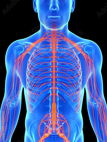 Illustration: 3d rendered illustration - male nerve system 3d rendered illustration - male nerve system